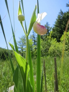 Showy Ladyslipper