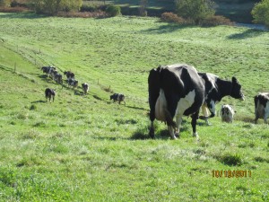 Back to the barn!