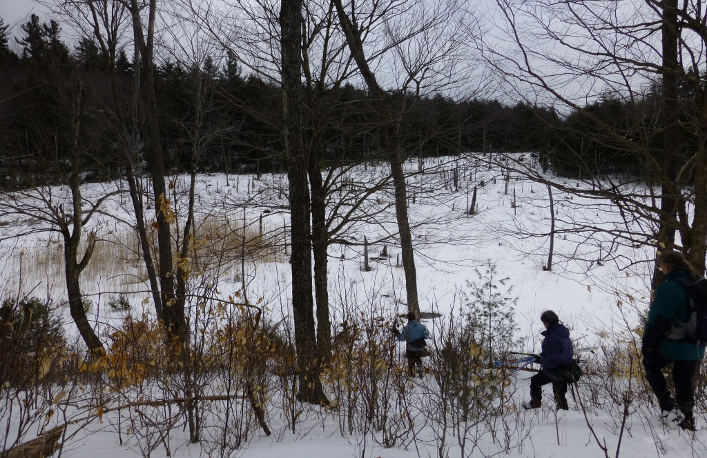 Hiking into the Wetland