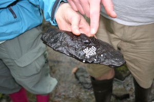 salamander eggs