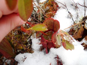 2013 Bear Pond snowshoe 009