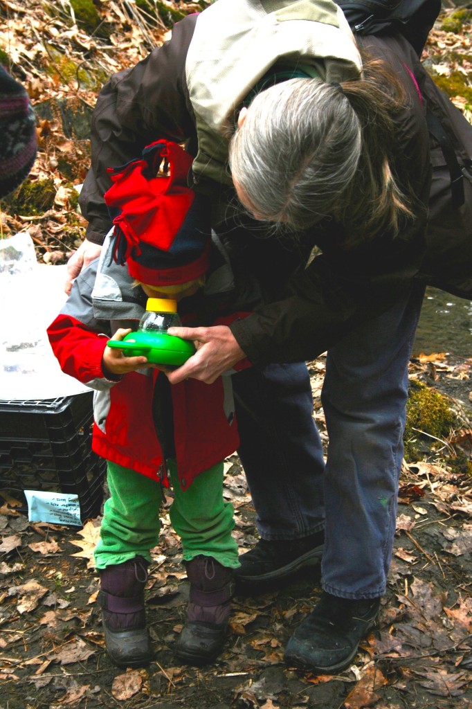 Fools in the Forest viewer