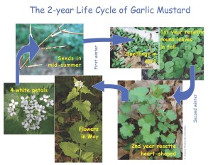 Garlic Mustard Life Cycle F