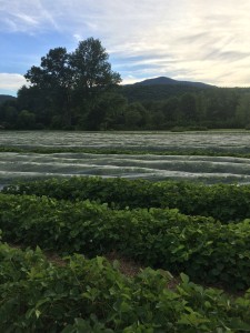 edgewater-strawberry-season-2016-a