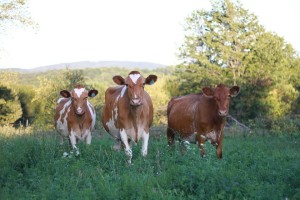 Rockbottom farm cows