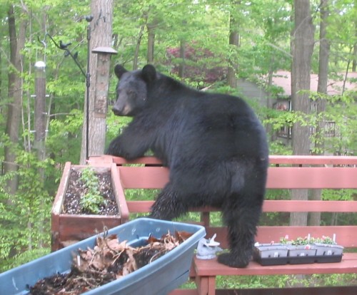 bear bird feeder 2