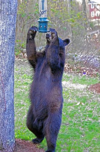 bear bird feeder 3