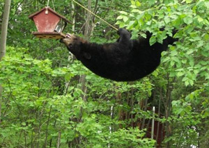 bear-bird-feeder