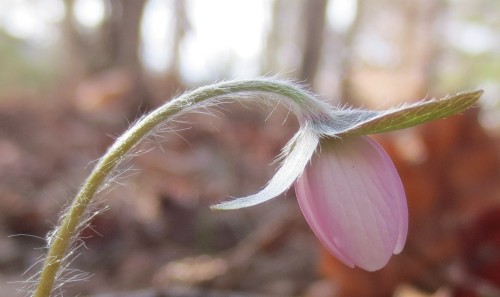 hepatica