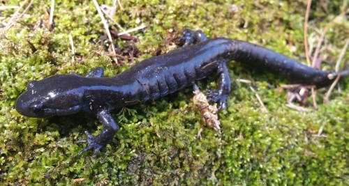 Jefferson Salamander