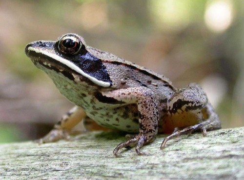 Wood-Frog-Photos