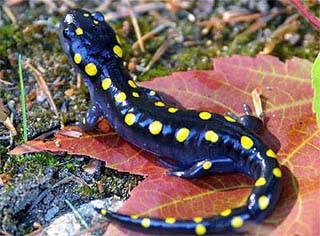 salamanders-spotted-young1