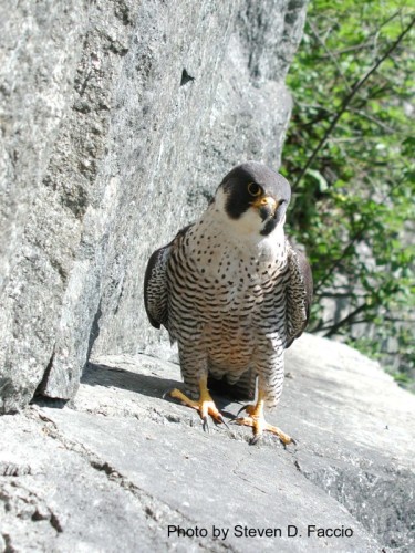 Adult female Peregrine Falcon, Fairlee Palisades, May 20, 2004