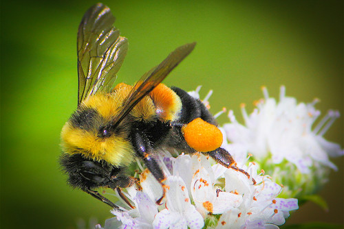 Endangered-Rusty-Patch-Bumble-Bee