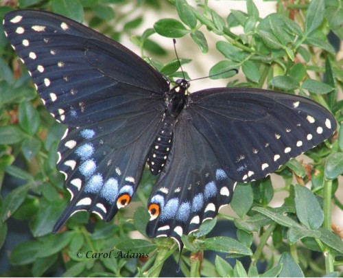 black swallowtail