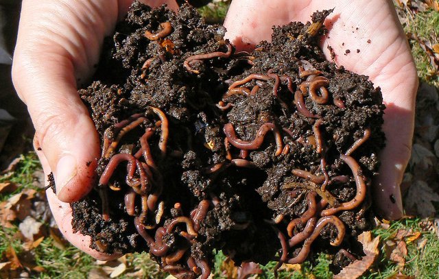 Why You Want Redworms and Earthworms (Nightcrawlers) in Your