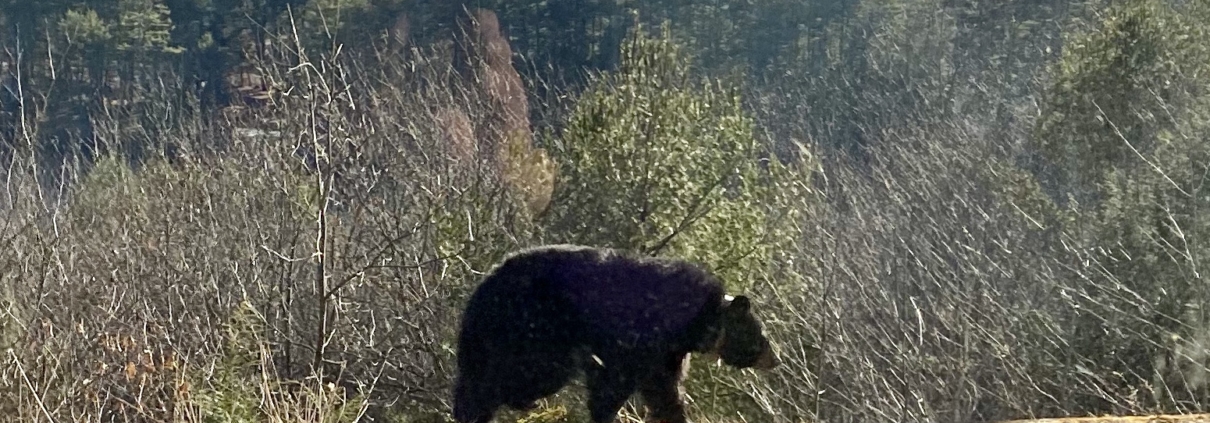 Goodbye Mink - Upper Valley Land Trust