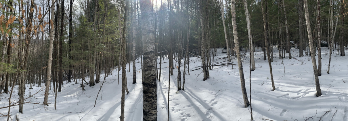 paper birch trees in winter