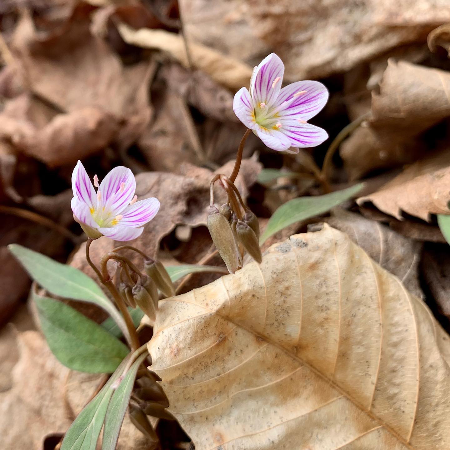 7 wild flowers to spot in early spring