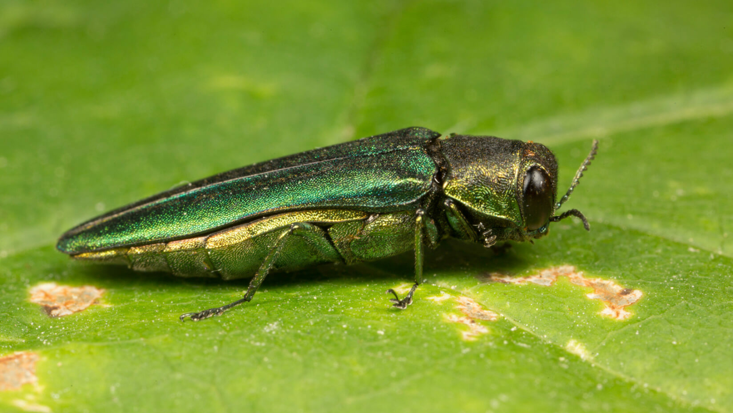 Do Emerald Ash Borer Bite Humans