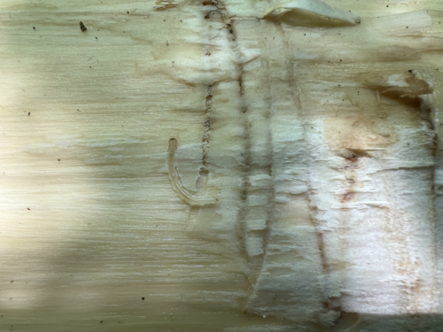 Emerald Ash Borer Larva pictured in an ash stand at Up on the Hill Conservation Area