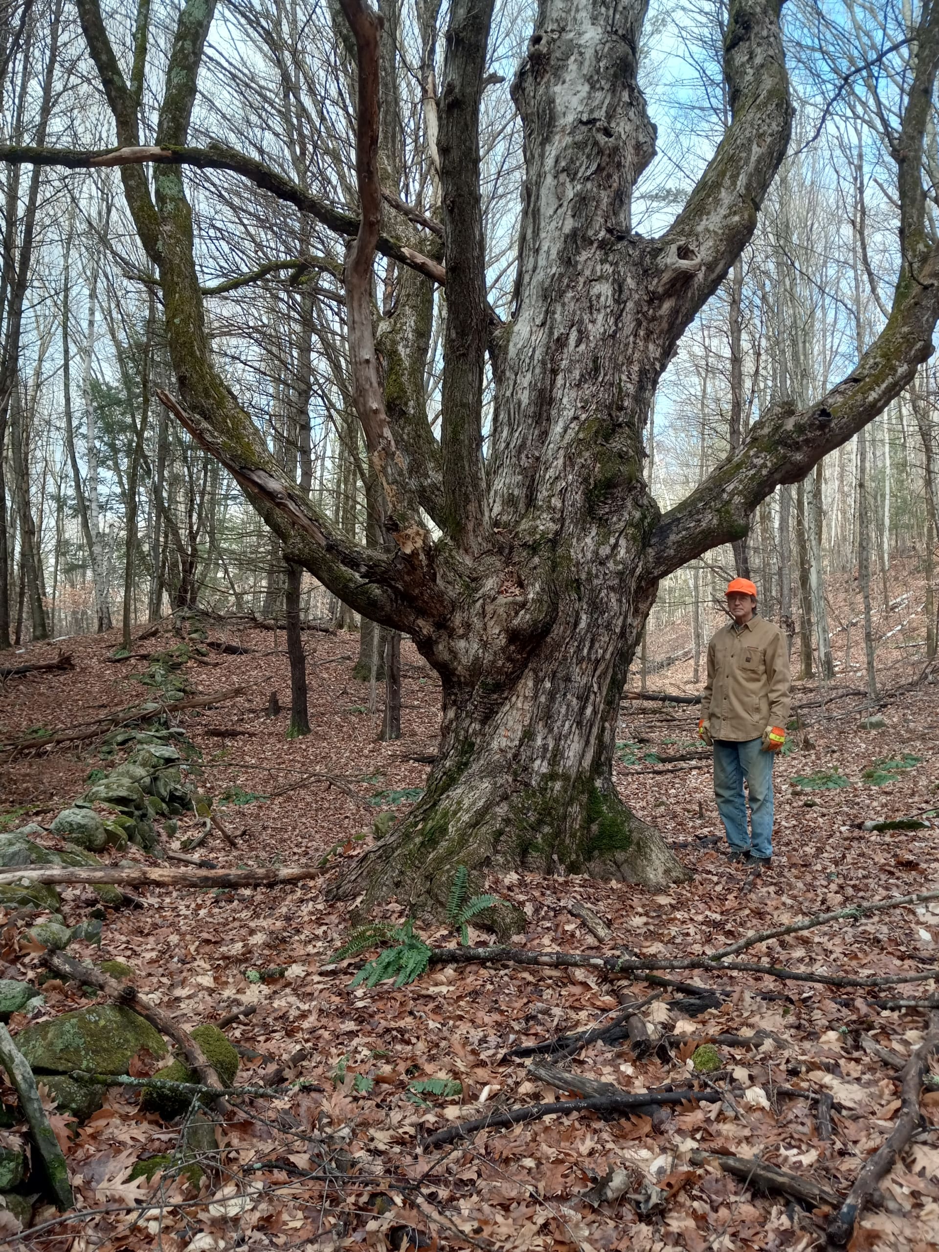 Bird Sanctuary Conserved in Weathersfield - Upper Valley Land Trust