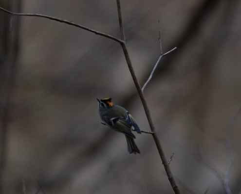 Bird perched on a branch