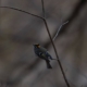 Bird perched on a branch