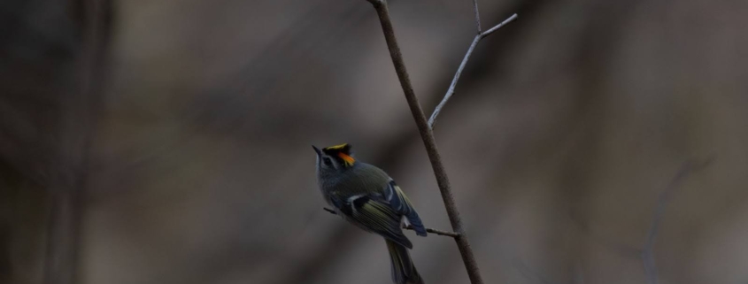 Bird perched on a branch
