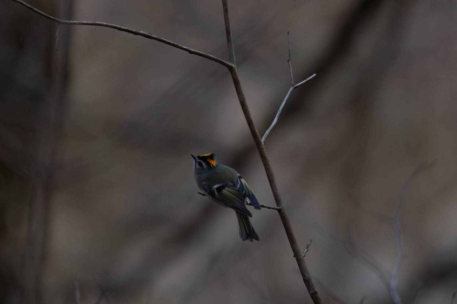 Bird perched on a branch