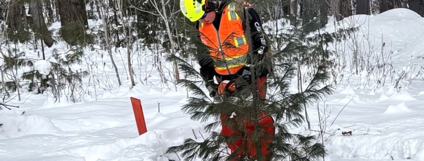 High school student cutting trees at the Ely Mountain Conservation Area.