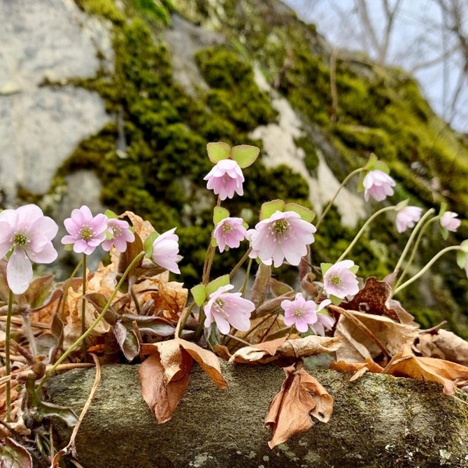 Sharp-lobed hepatica wildflowers