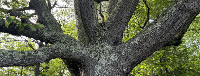 Child with big tree