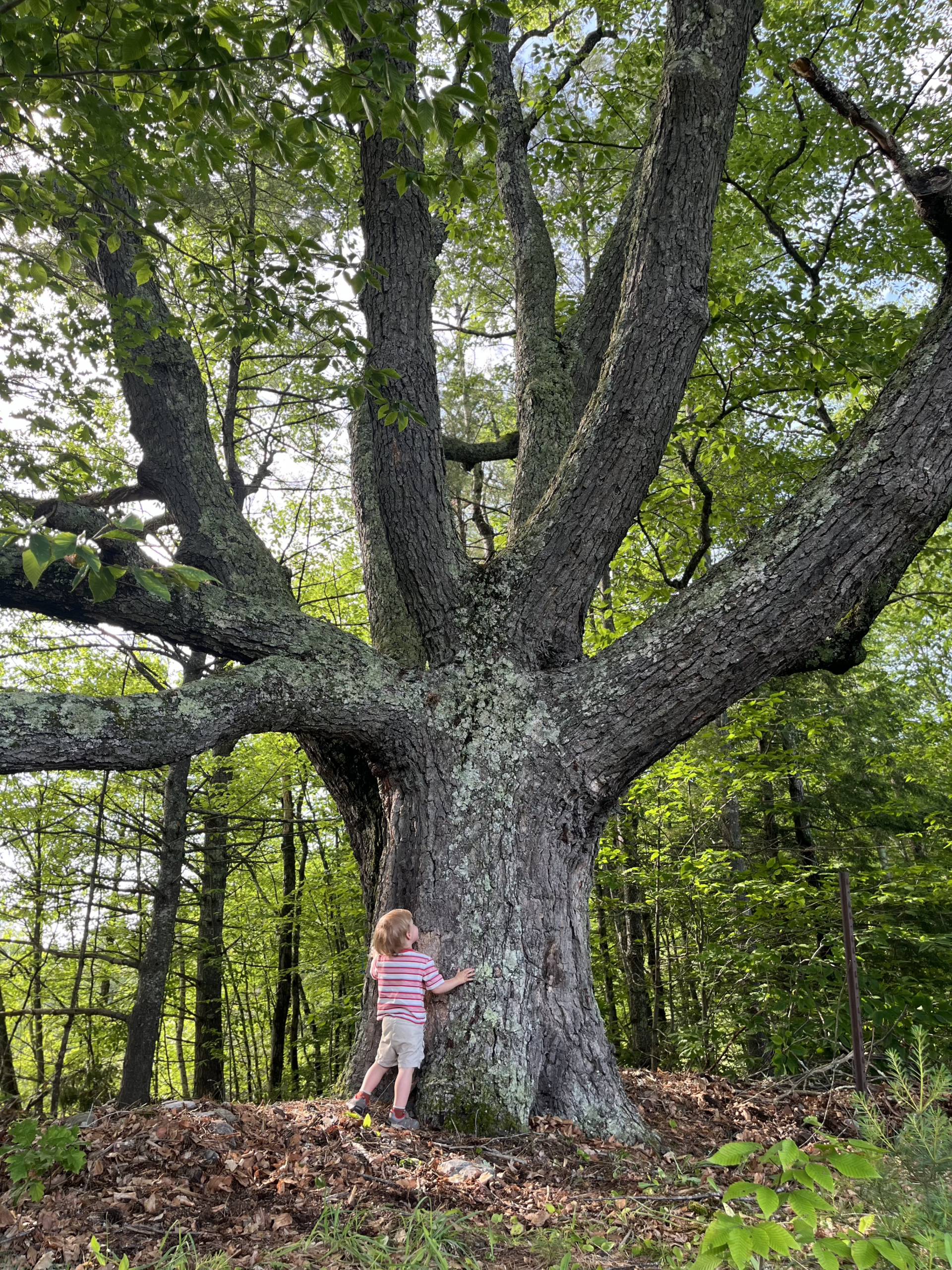 Child with big tree