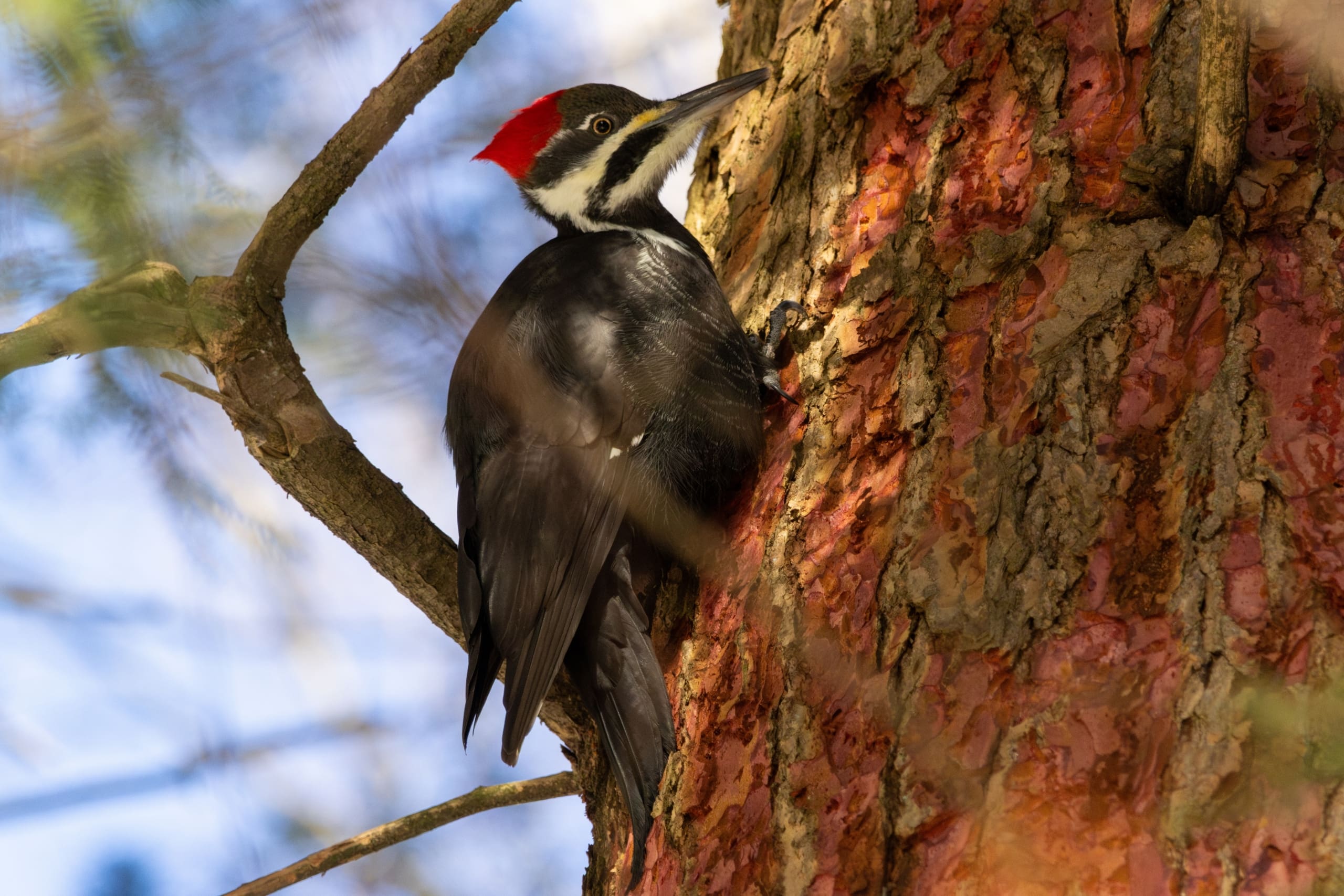 Pileated Woodpecker