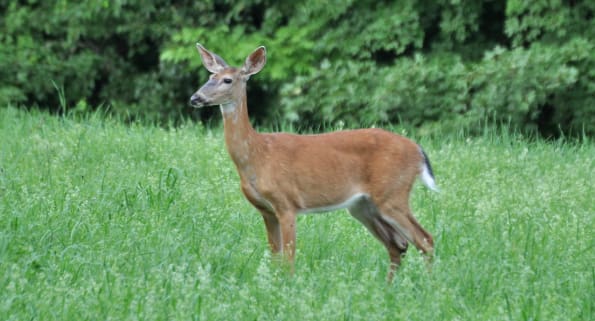 Deer in a field