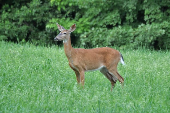 Deer in a field